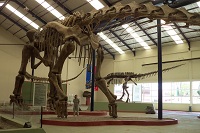 Dinosaur Argentinosaurus 4 robin linhope willson, CAPat 