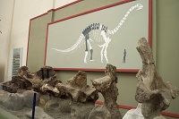 Dinosaur Argentinosaurus 7 robin linhope willson, CAPat